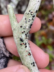 Mycoblastus sanguinarius