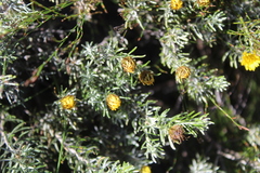 Oedera fruticosa