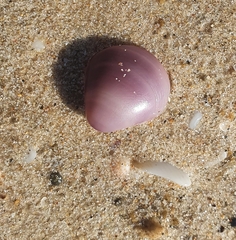 Mactra stultorum