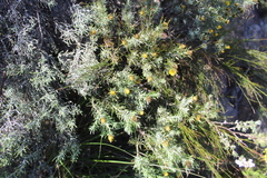 Oedera fruticosa