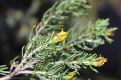 Oedera fruticosa