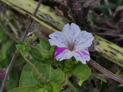 Mirabilis jalapa
