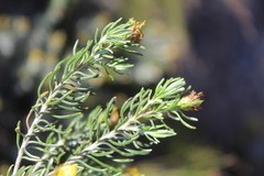 Oedera fruticosa