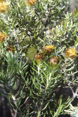 Oedera fruticosa