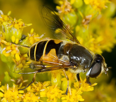 Eristalis horticola