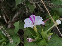 Mirabilis jalapa