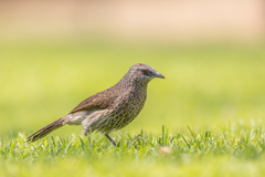 Turdoides hartlaubii