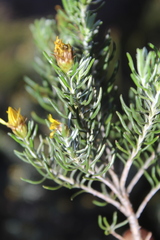 Oedera fruticosa