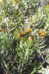 Oedera fruticosa
