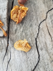 Flammulina velutipes