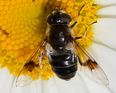 Eristalis rupium
