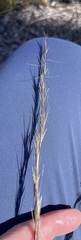 Aristida stricta