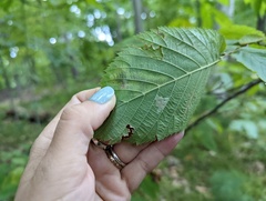 Phyllonorycter ostryaefoliella