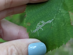 Caloptilia ostryaeella