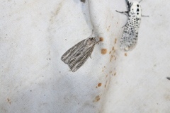Acronicta lithospila