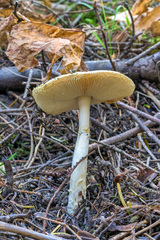 Amanita porphyria