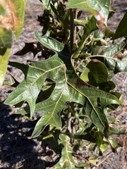 Quercus laevis
