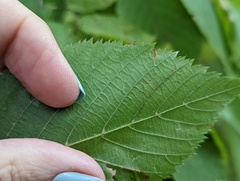 Caloptilia ostryaeella