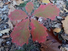 Quercus rubra