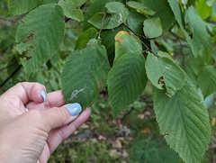Caloptilia ostryaeella