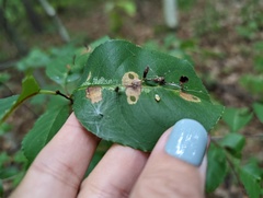 Eriophyes cerasicrumena