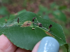 Eriophyes cerasicrumena