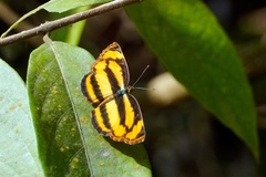 Pantoporia