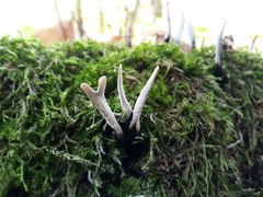 Xylaria hypoxylon