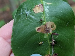 Coptodisca splendoriferella