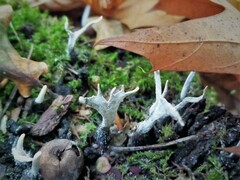 Xylaria