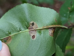 Coptodisca splendoriferella
