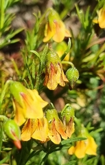Hermannia pinnata
