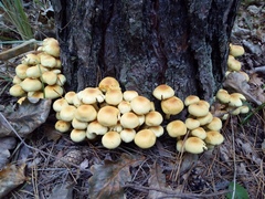 Hypholoma