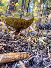 Suillus ampliporus