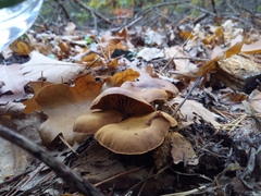 Fungi