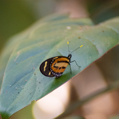 Lycorea halia