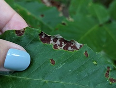 Acalitus ferrugineum