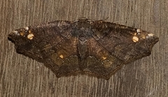 Anisoperas tessellata