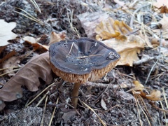 Fungi