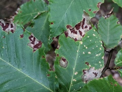 Acalitus ferrugineum