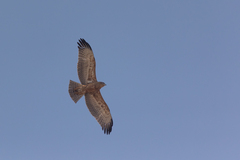 Circaetus pectoralis