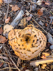 Turbinellus kauffmanii