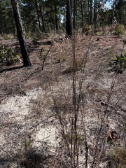 Andropogon ternarius