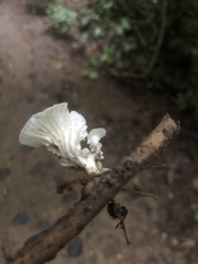 Pleurotaceae