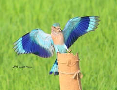 Coracias benghalensis