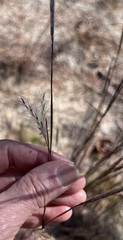 Andropogon ternarius