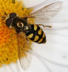 Eupeodes corollae