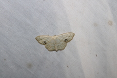 Scopula limboundata