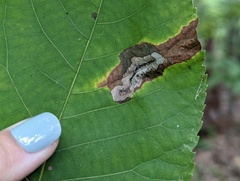 Cameraria caryaefoliella