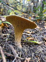 Turbinellus kauffmanii